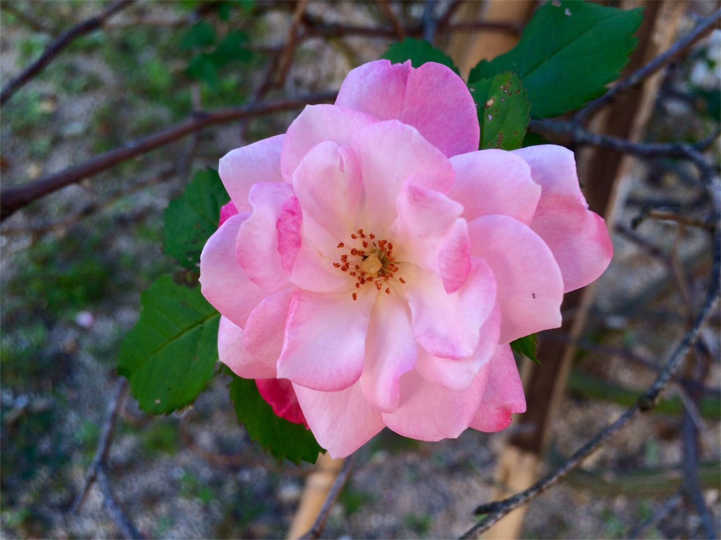 f:id:m-hatch:20151101140324j:image f:id:m-hatch:20151101140324j:image