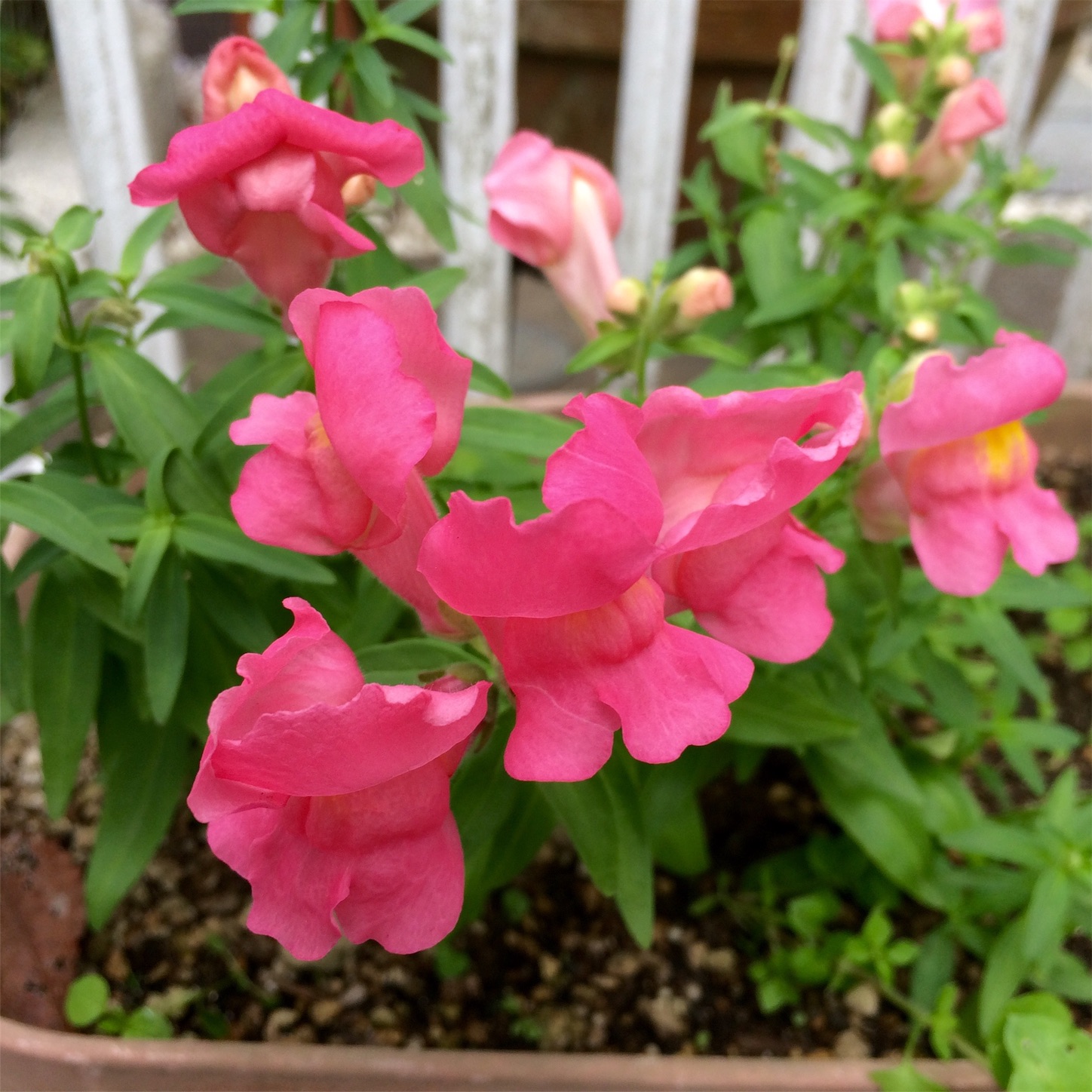 f:id:m-hatch:20151101221617j:image f:id:m-hatch:20151101221617j:image