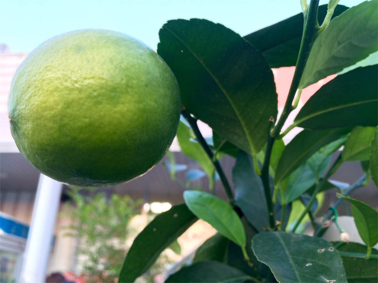 f:id:m-hatch:20151101231240j:image f:id:m-hatch:20151101231240j:image
