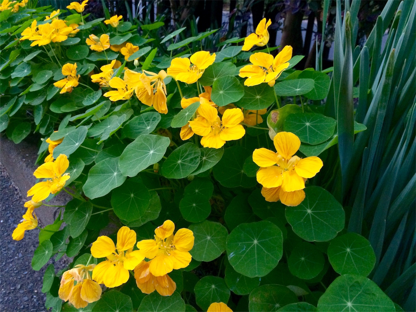 f:id:m-hatch:20151104223642j:image f:id:m-hatch:20151104223642j:image