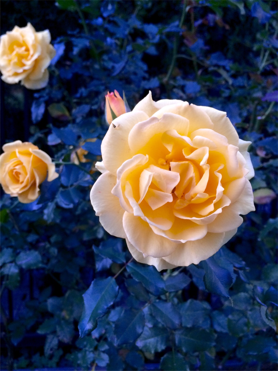 f:id:m-hatch:20151106211738j:image f:id:m-hatch:20151106211738j:image