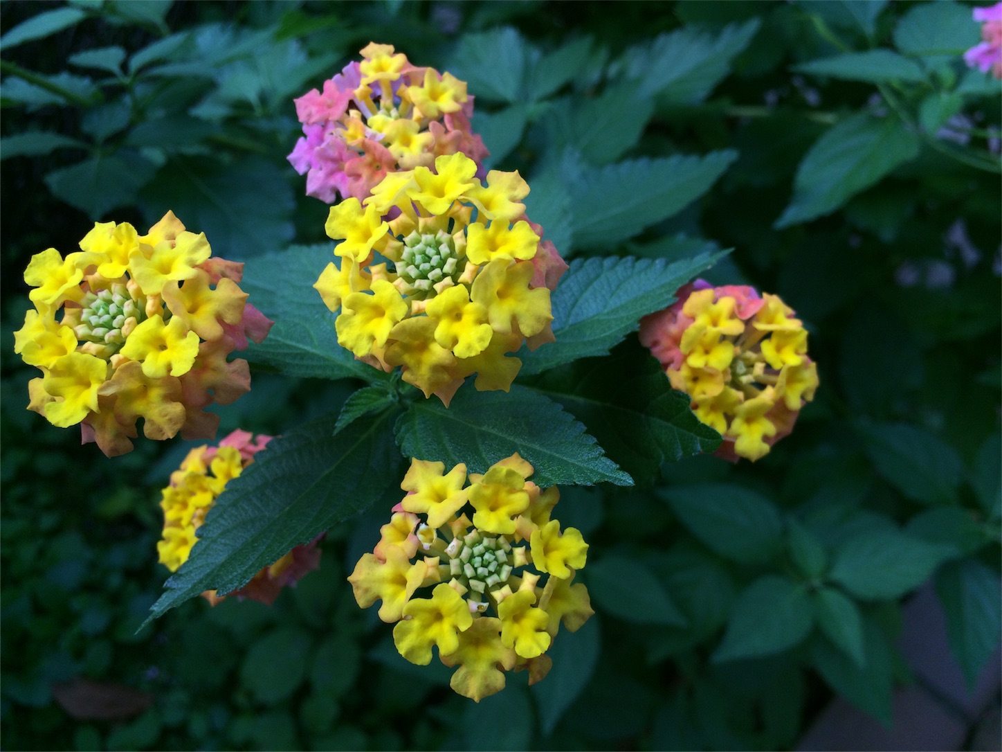 f:id:m-hatch:20151106211910j:image f:id:m-hatch:20151106211910j:image