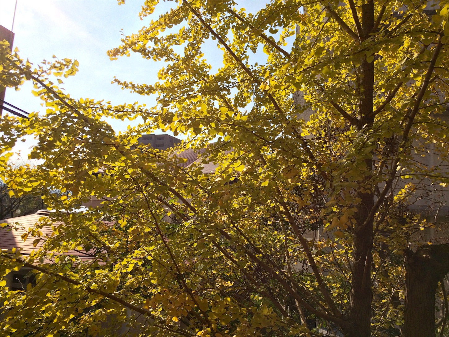 f:id:m-hatch:20151106211942j:image f:id:m-hatch:20151106211942j:image