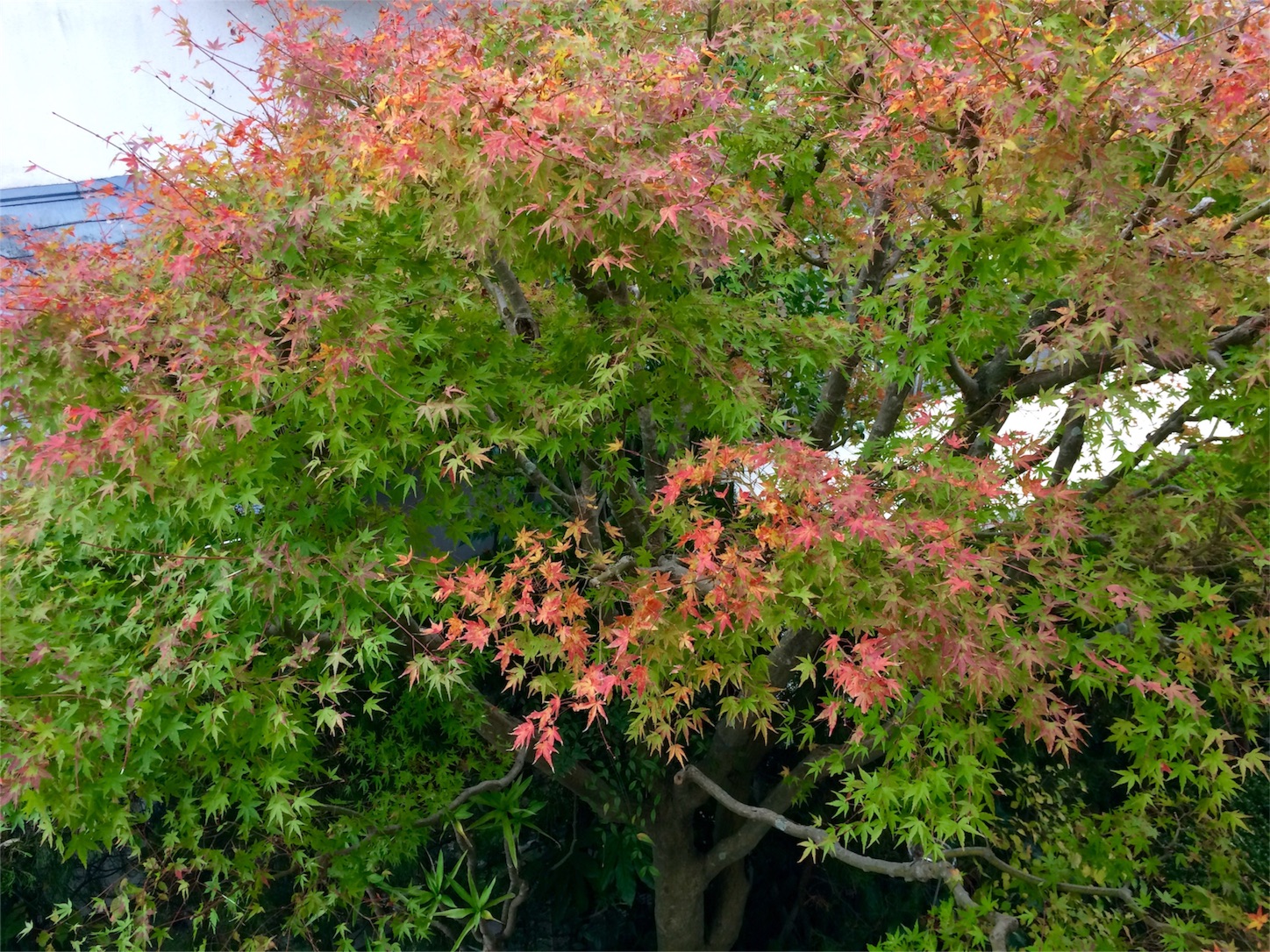 f:id:m-hatch:20151107175830j:image f:id:m-hatch:20151107175830j:image