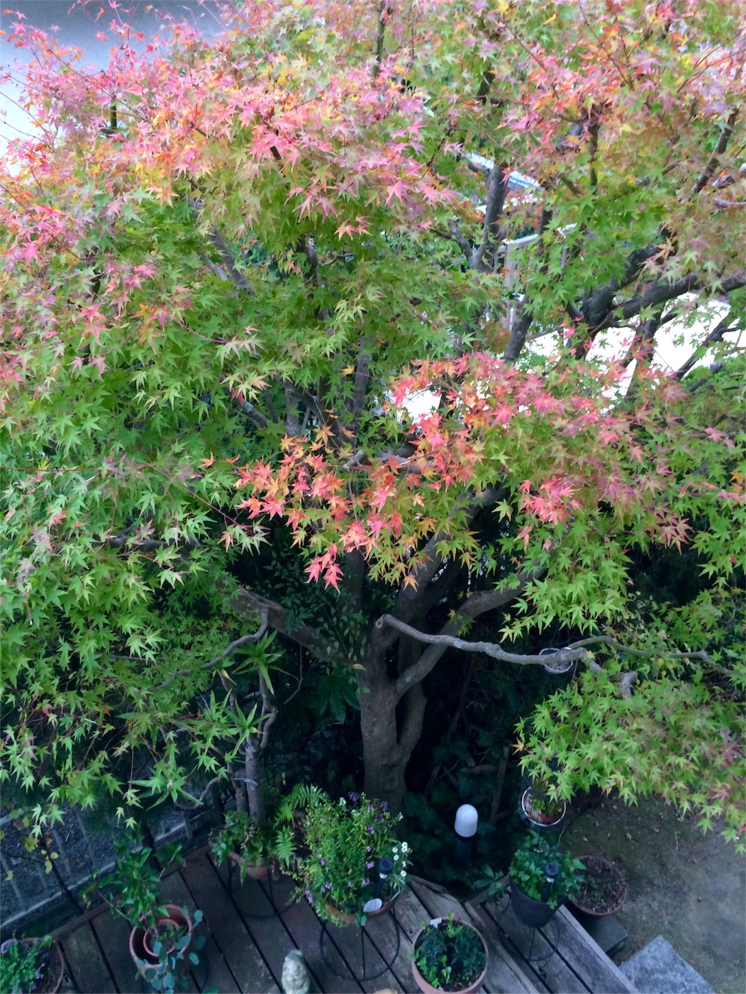 f:id:m-hatch:20151107175929j:image f:id:m-hatch:20151107175929j:image