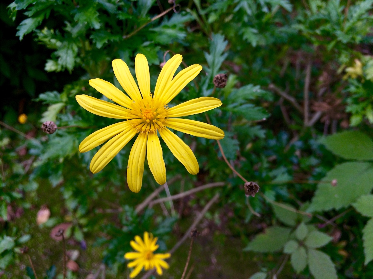 f:id:m-hatch:20151107194838j:image f:id:m-hatch:20151107194838j:image