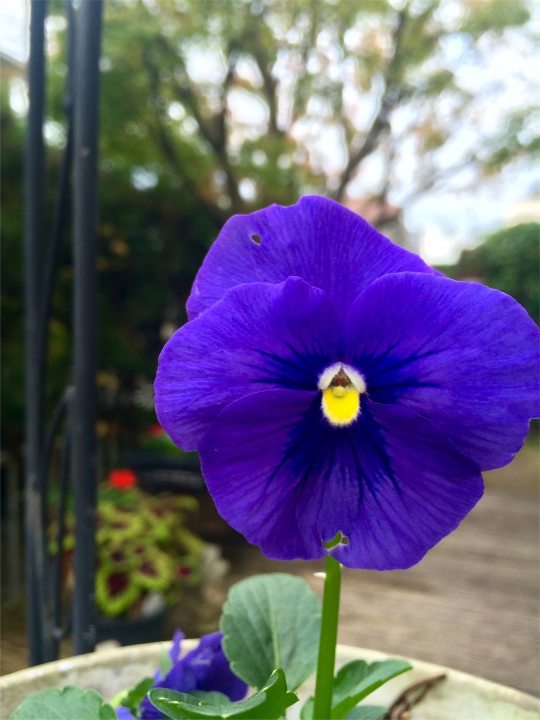 f:id:m-hatch:20151112202542j:image f:id:m-hatch:20151112202542j:image