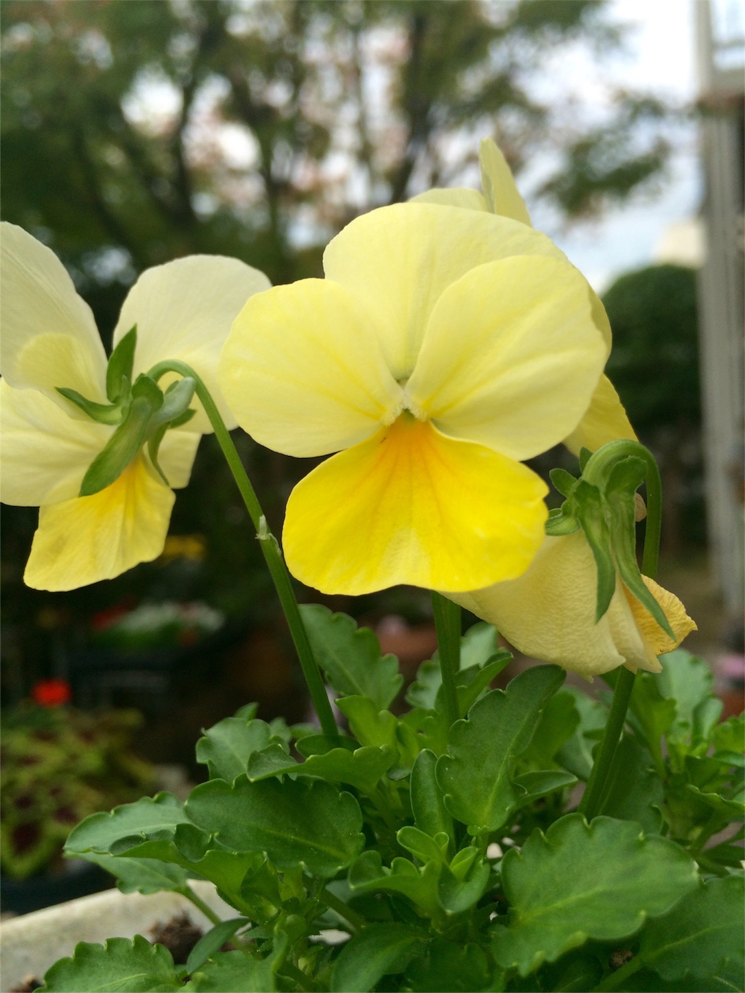 f:id:m-hatch:20151112202605j:image f:id:m-hatch:20151112202605j:image