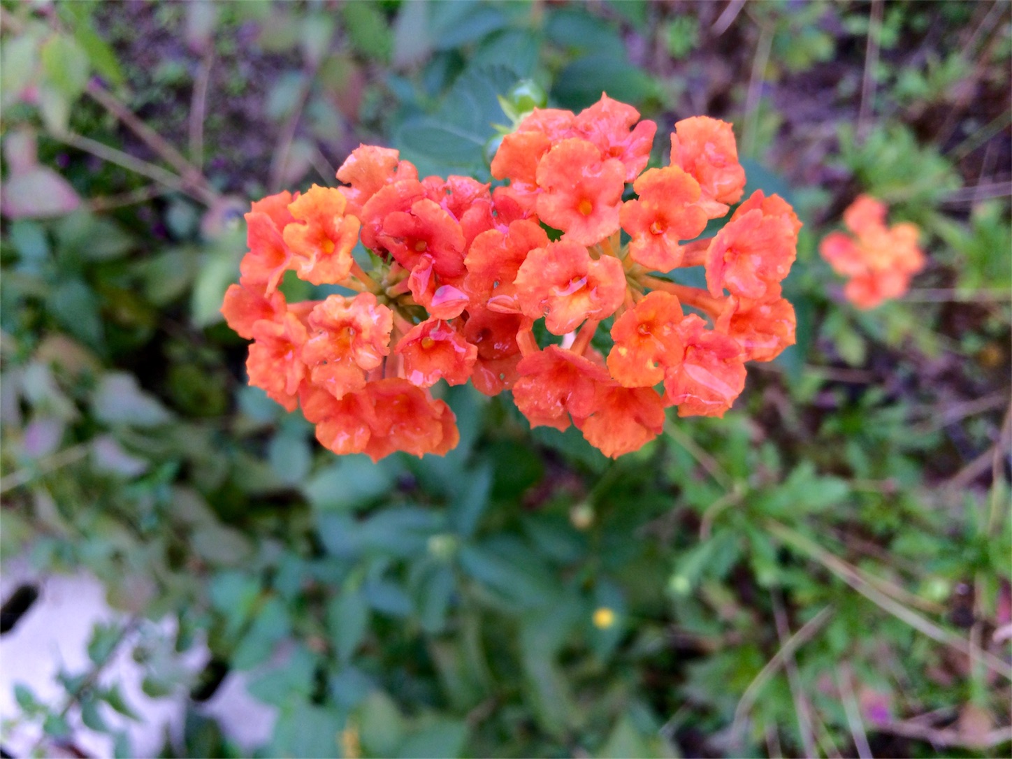 f:id:m-hatch:20151113205738j:image f:id:m-hatch:20151113205738j:image