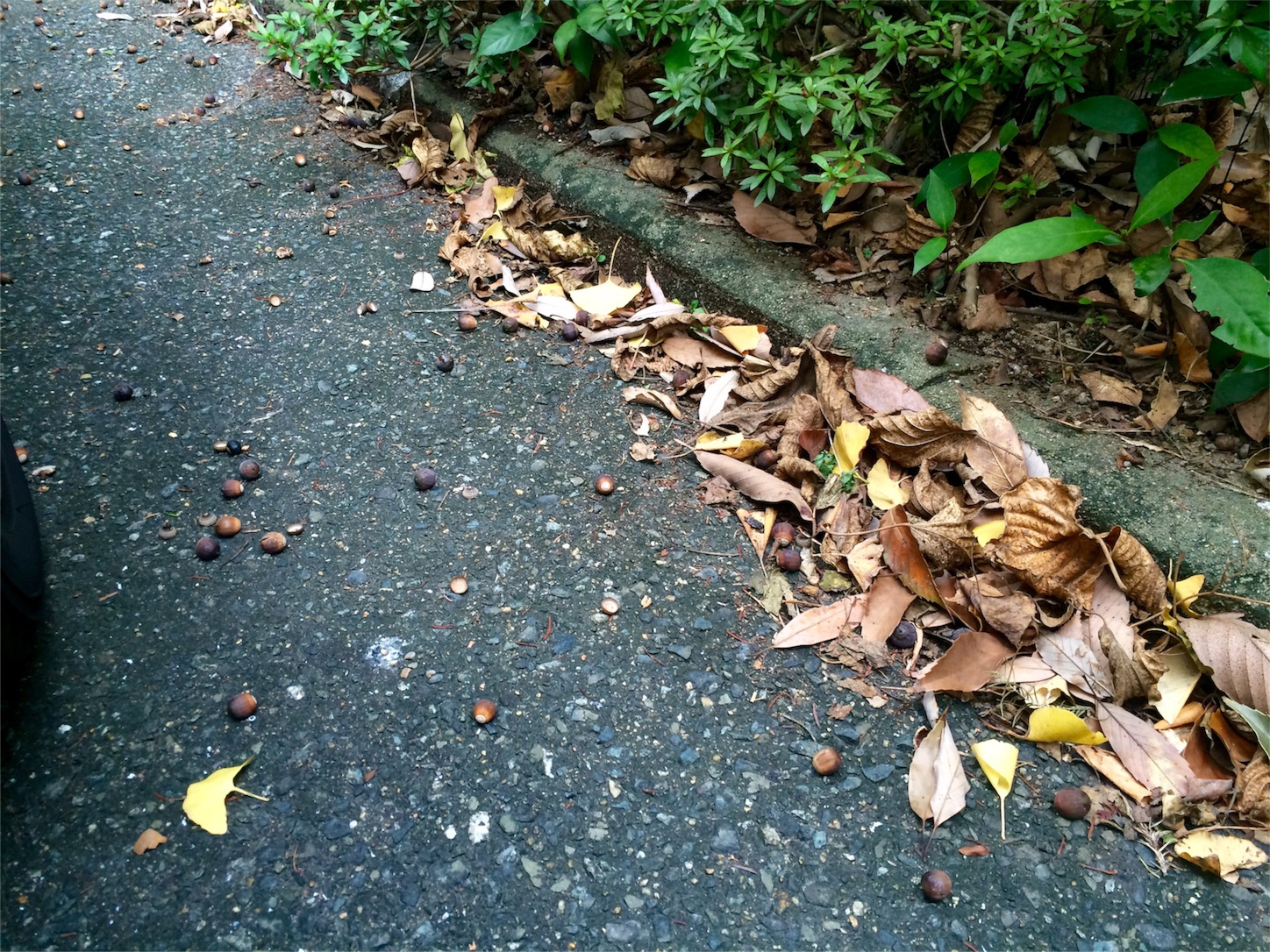 f:id:m-hatch:20151113205912j:image f:id:m-hatch:20151113205912j:image