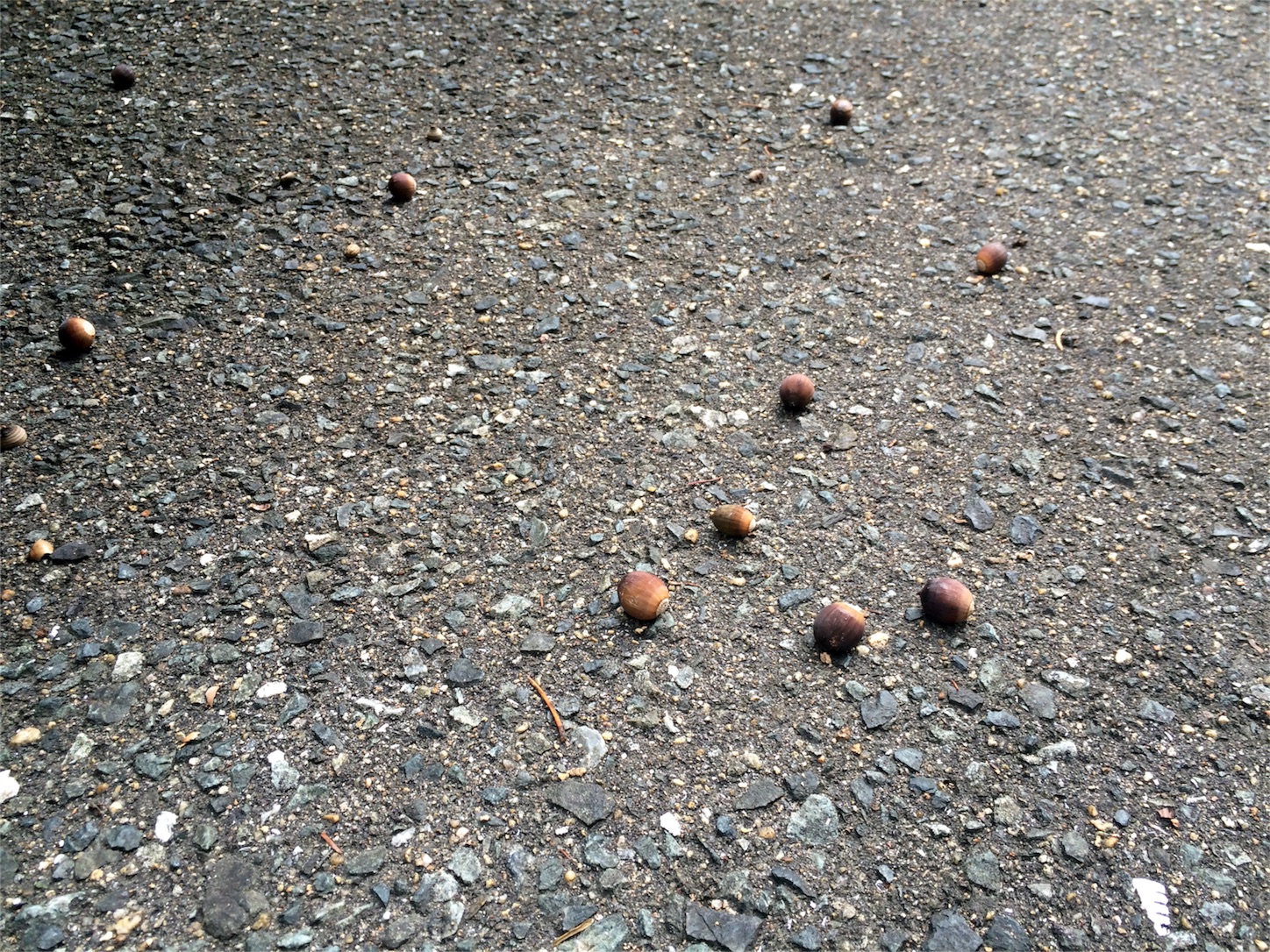 f:id:m-hatch:20151113205931j:image f:id:m-hatch:20151113205931j:image
