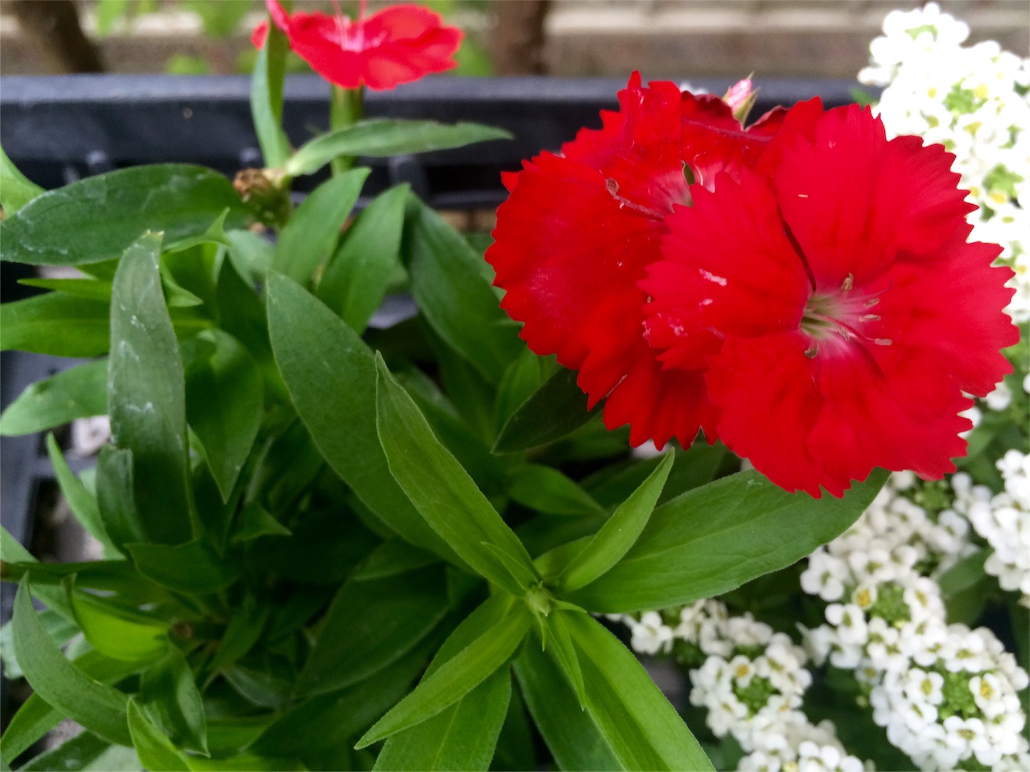 f:id:m-hatch:20151114192021j:image f:id:m-hatch:20151114192021j:image
