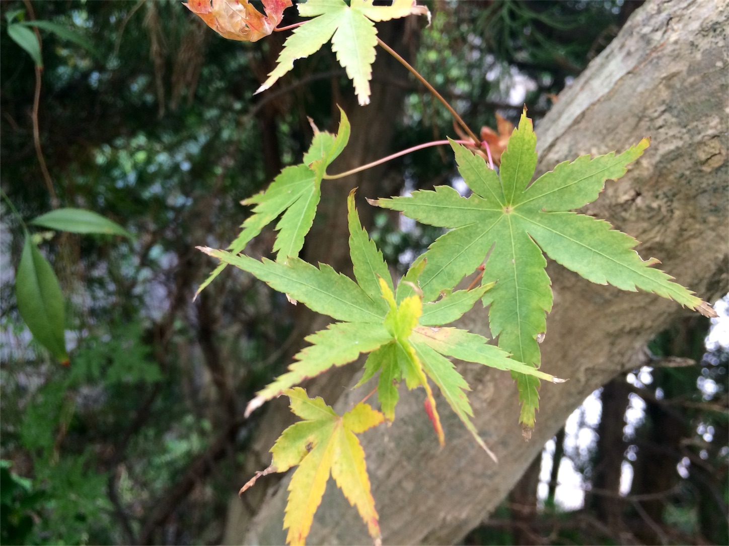 f:id:m-hatch:20151114192135j:image f:id:m-hatch:20151114192135j:image