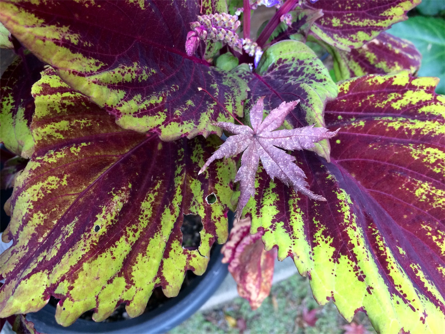 f:id:m-hatch:20151114192156j:image f:id:m-hatch:20151114192156j:image