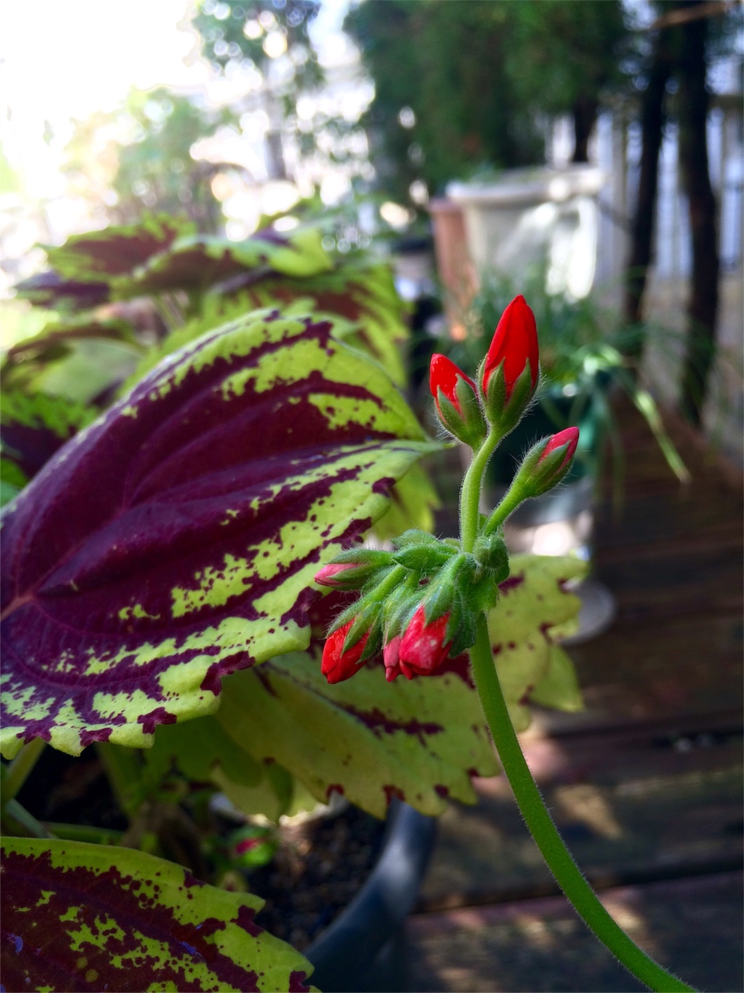 f:id:m-hatch:20151115203335j:image f:id:m-hatch:20151115203335j:image