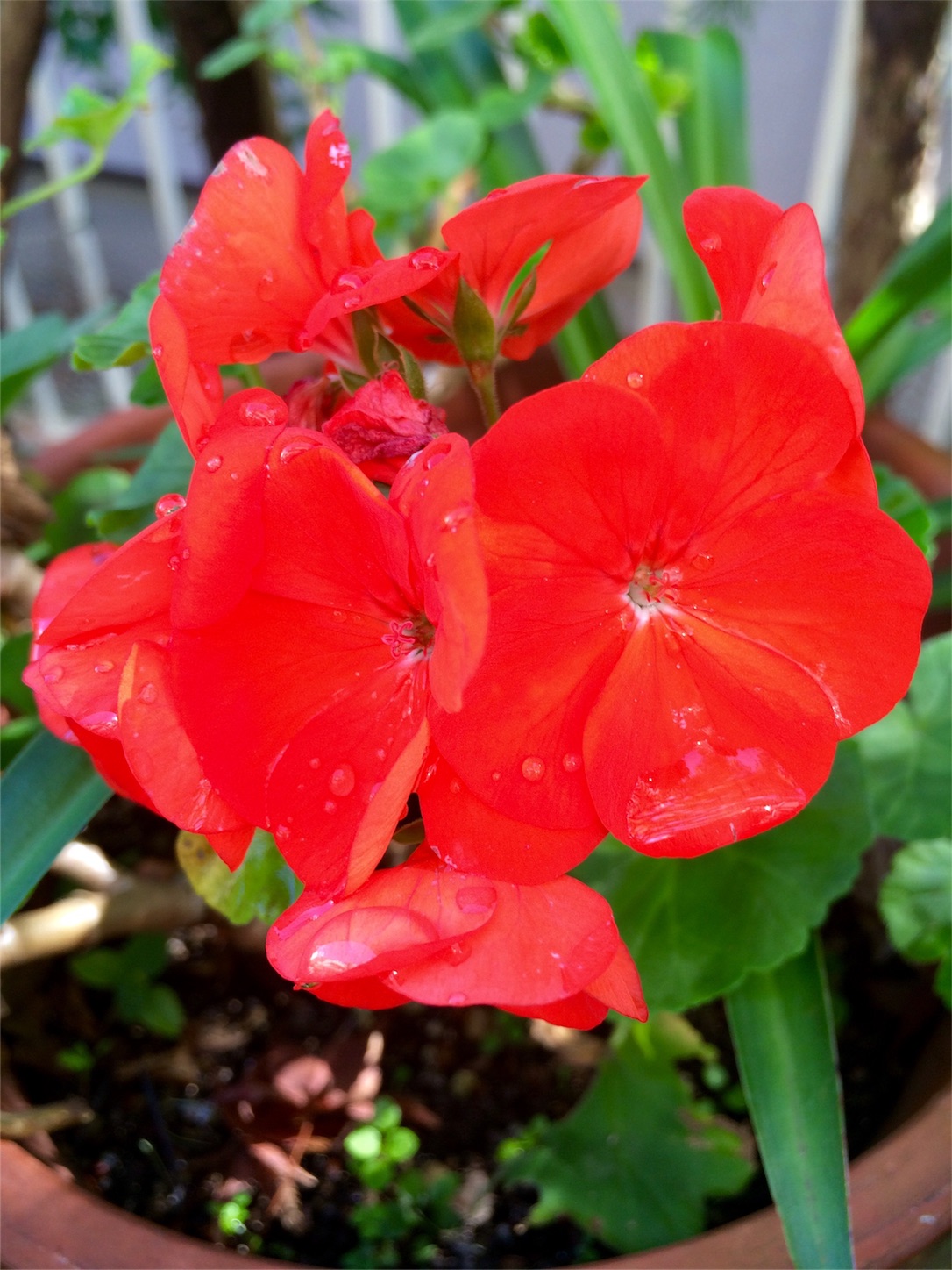 f:id:m-hatch:20151115203352j:image f:id:m-hatch:20151115203352j:image