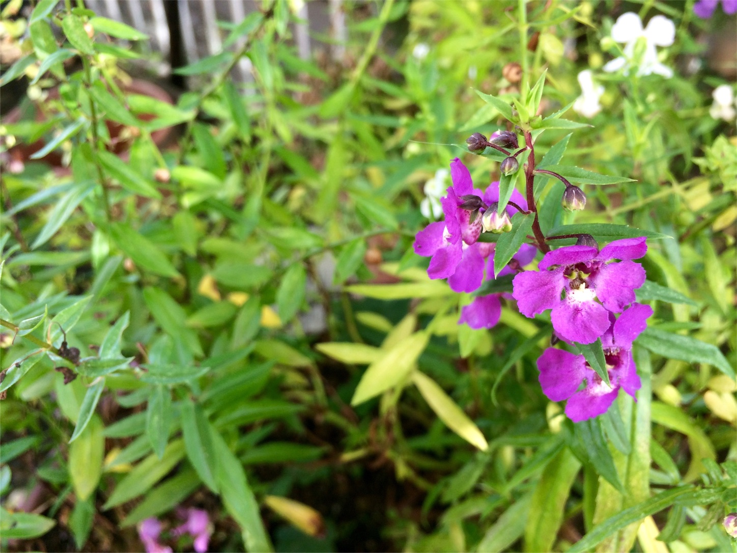f:id:m-hatch:20151115203428j:image f:id:m-hatch:20151115203428j:image