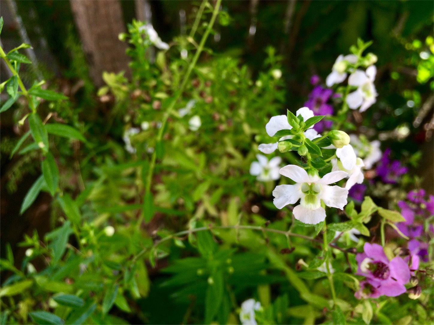 f:id:m-hatch:20151115203450j:image f:id:m-hatch:20151115203450j:image