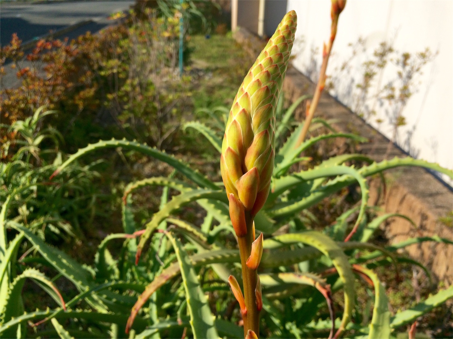 f:id:m-hatch:20151115210911j:image f:id:m-hatch:20151115210911j:image