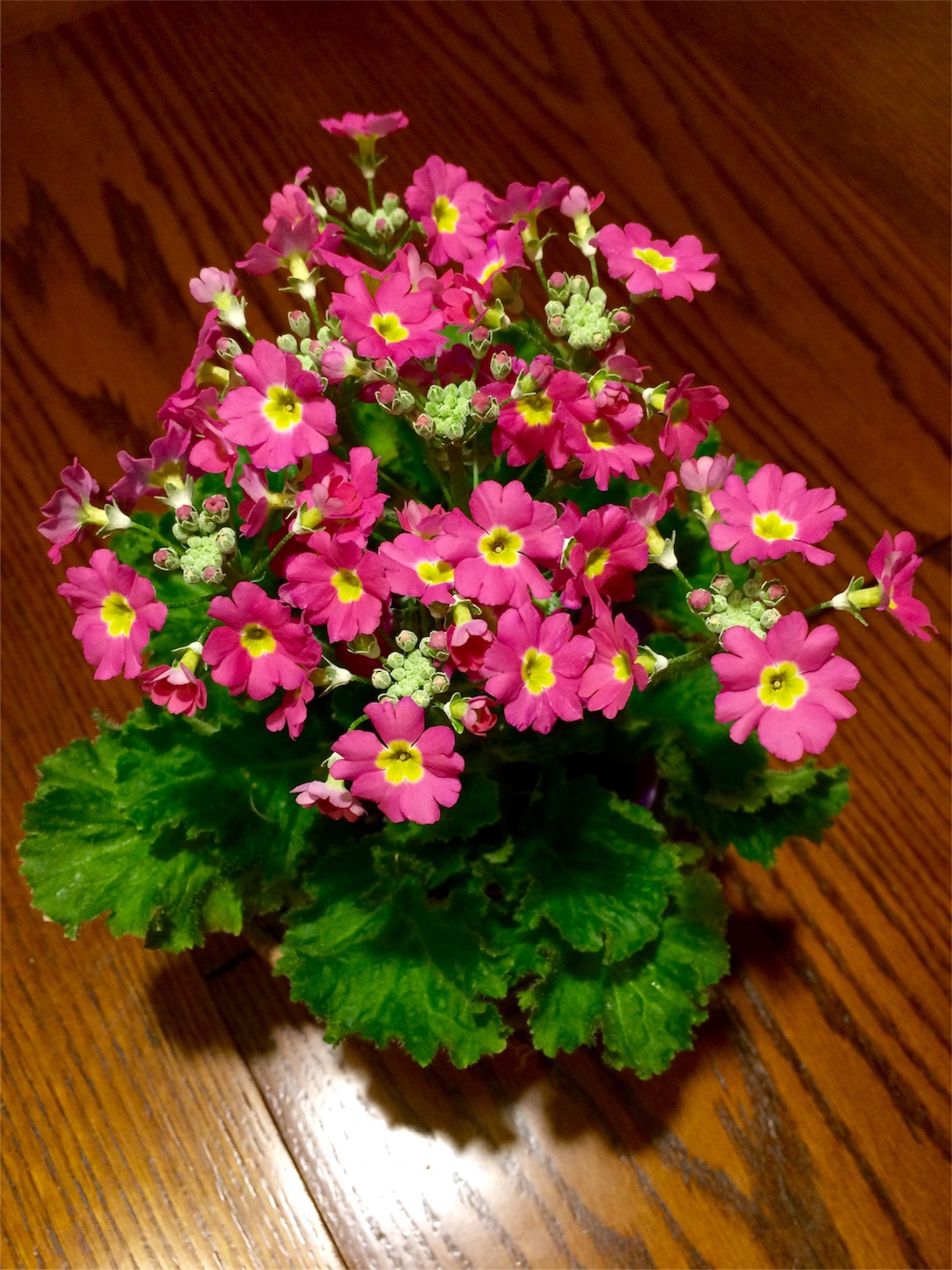 f:id:m-hatch:20151116211948j:image f:id:m-hatch:20151116211948j:image