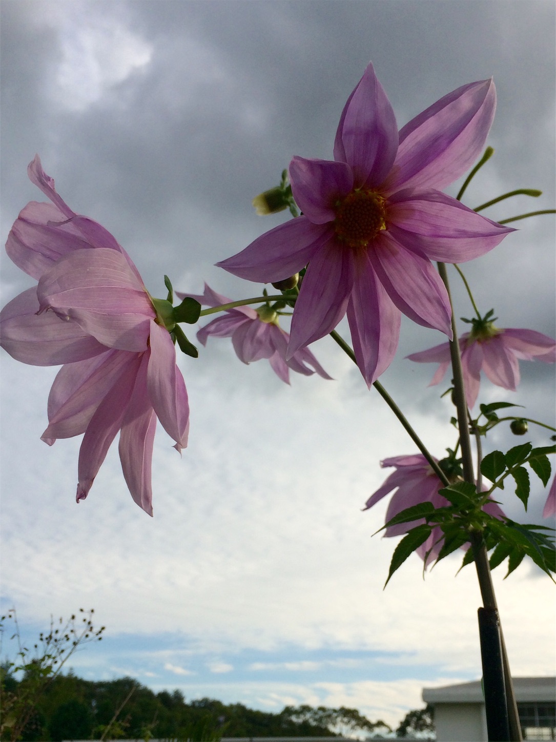 f:id:m-hatch:20151119210717j:image f:id:m-hatch:20151119210717j:image