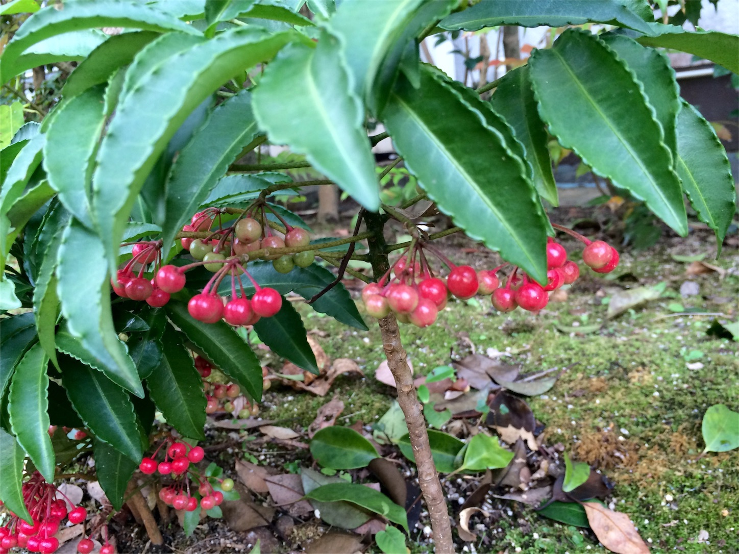 f:id:m-hatch:20151120235854j:image f:id:m-hatch:20151120235854j:image
