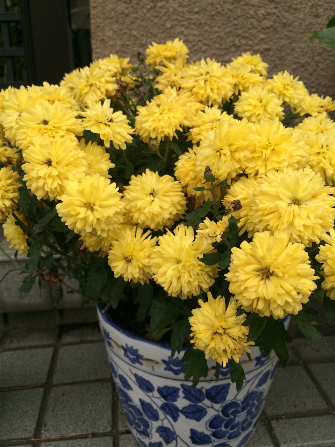 f:id:m-hatch:20151122183033j:image f:id:m-hatch:20151122183033j:image