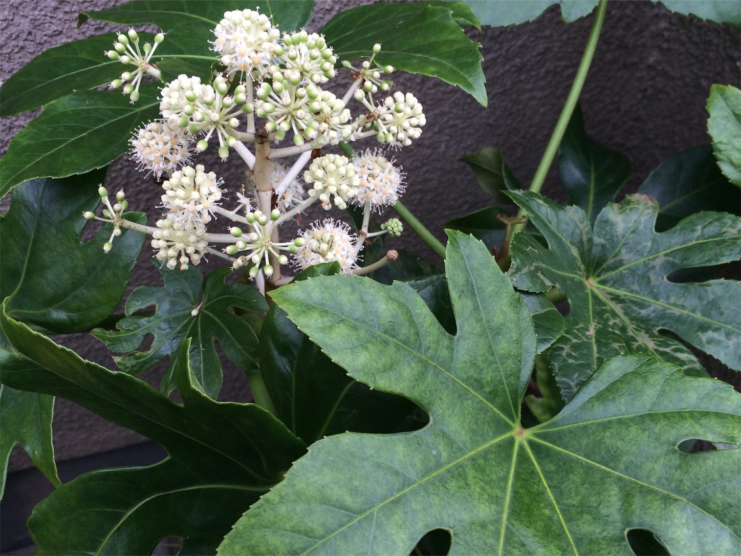 f:id:m-hatch:20151123223033j:image f:id:m-hatch:20151123223033j:image