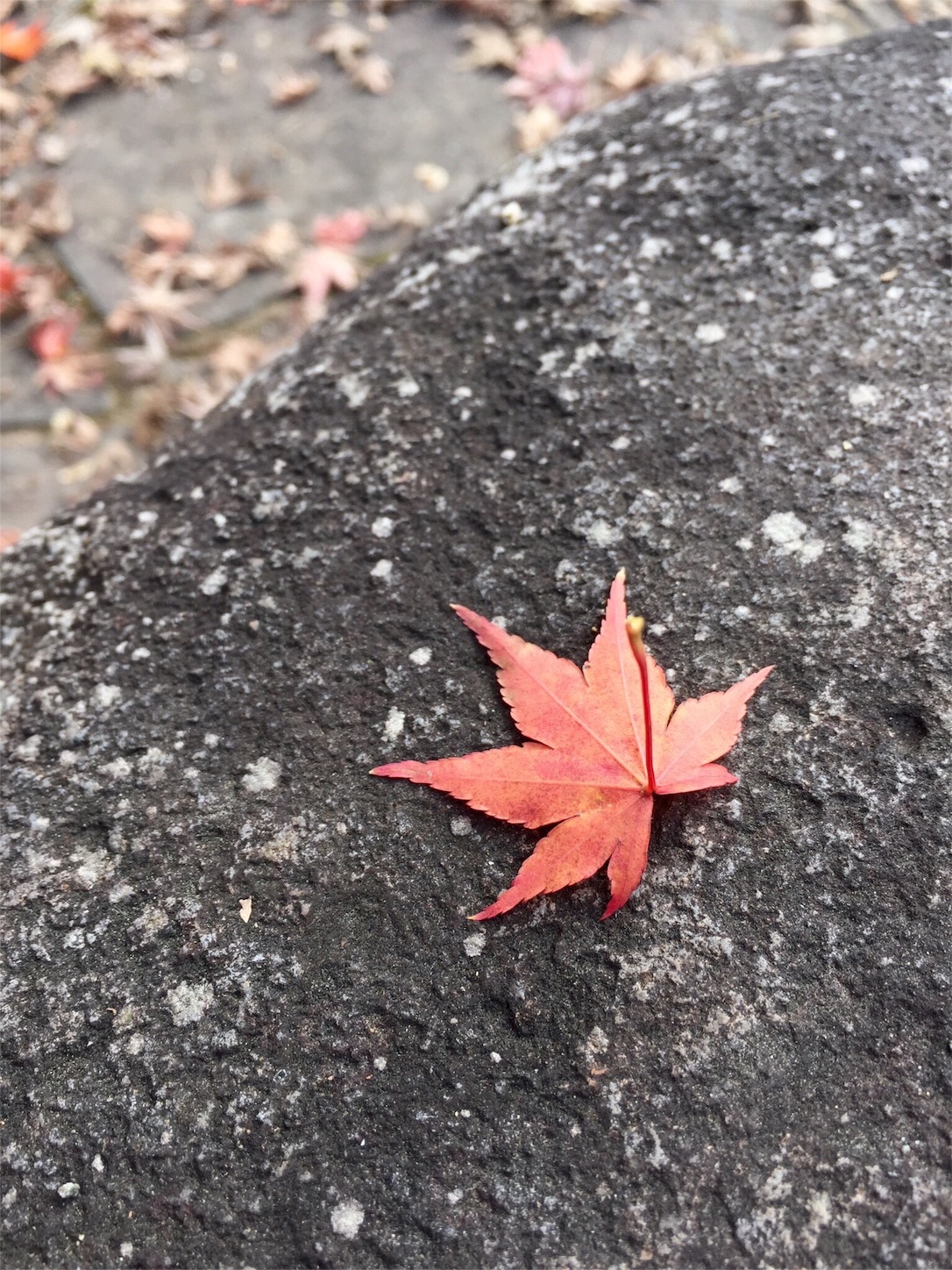 f:id:m-hatch:20151124224316j:image f:id:m-hatch:20151124224316j:image