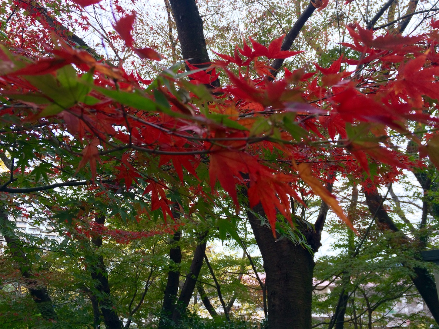 f:id:m-hatch:20151125233405j:image f:id:m-hatch:20151125233405j:image