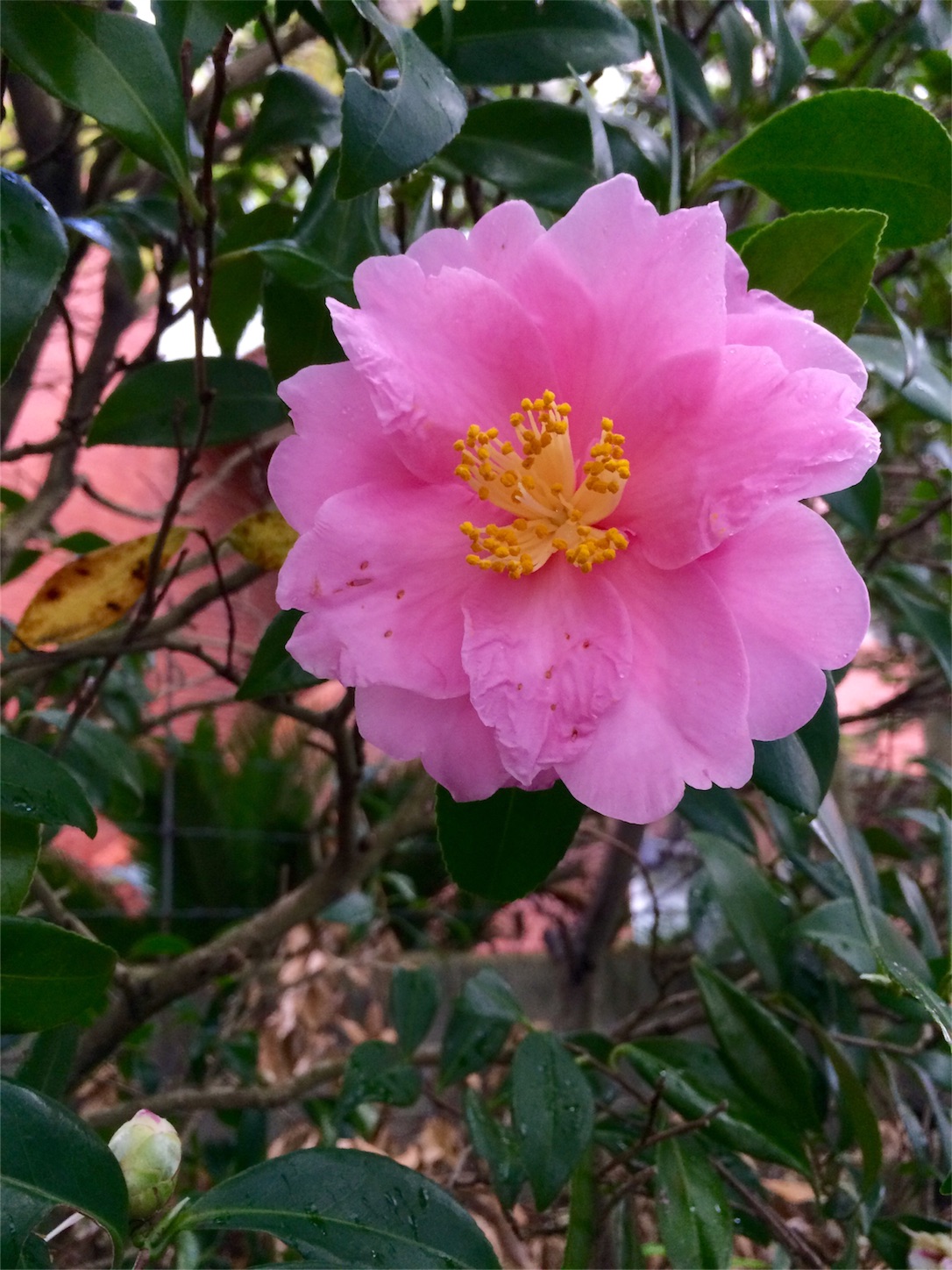 f:id:m-hatch:20151126224643j:image f:id:m-hatch:20151126224643j:image