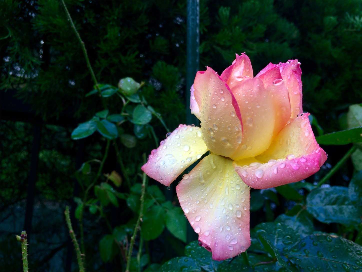 f:id:m-hatch:20151126225815j:image f:id:m-hatch:20151126225815j:image