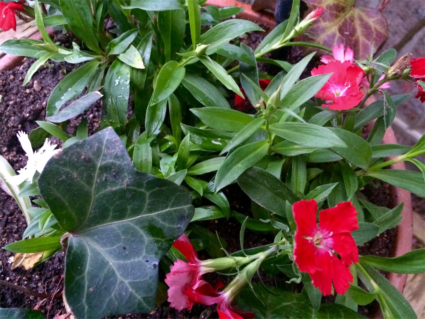 f:id:m-hatch:20151201235050j:image f:id:m-hatch:20151201235050j:image