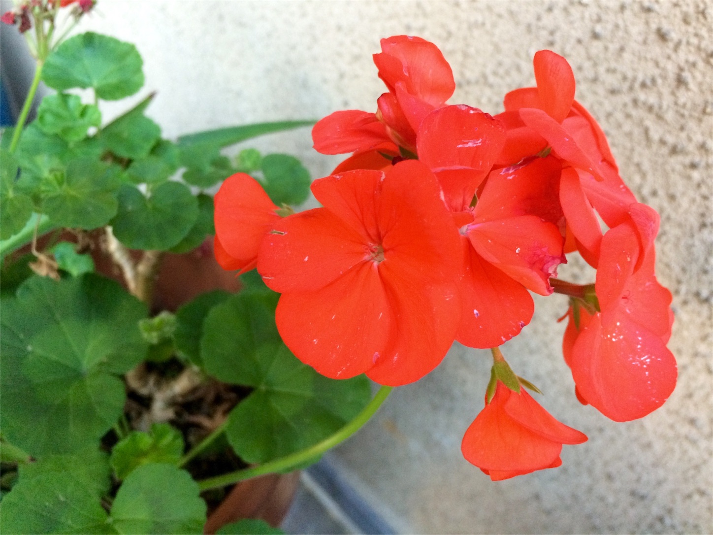 f:id:m-hatch:20151202204227j:image f:id:m-hatch:20151202204227j:image