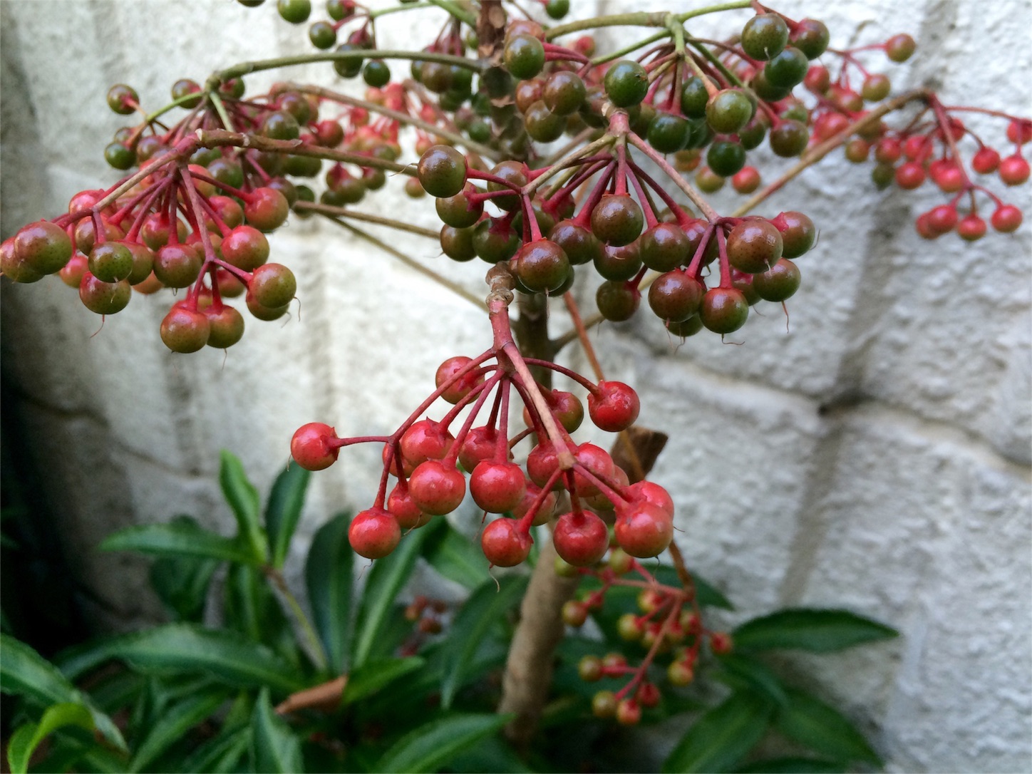f:id:m-hatch:20151204000920j:image f:id:m-hatch:20151204000920j:image