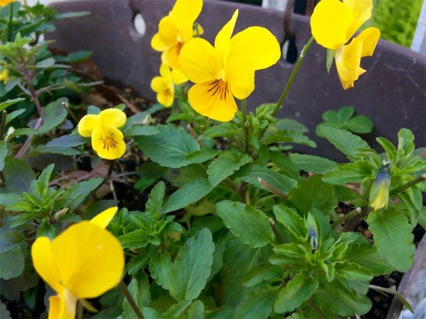 f:id:m-hatch:20151204001452j:image f:id:m-hatch:20151204001452j:image