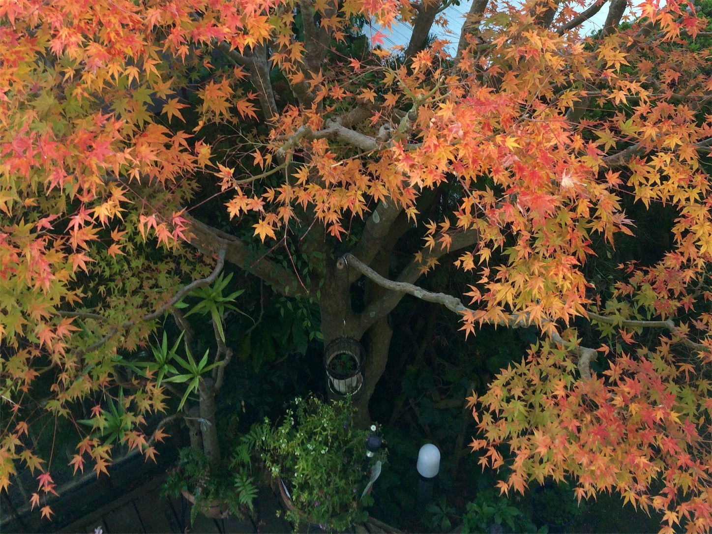 f:id:m-hatch:20151205215033j:image f:id:m-hatch:20151205215033j:image