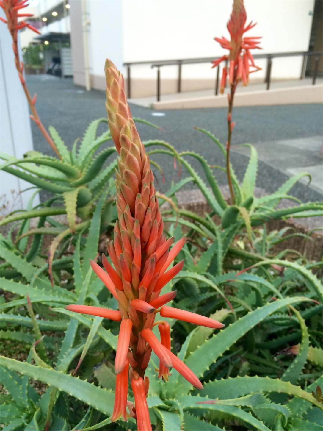 f:id:m-hatch:20151206204237j:image f:id:m-hatch:20151206204237j:image