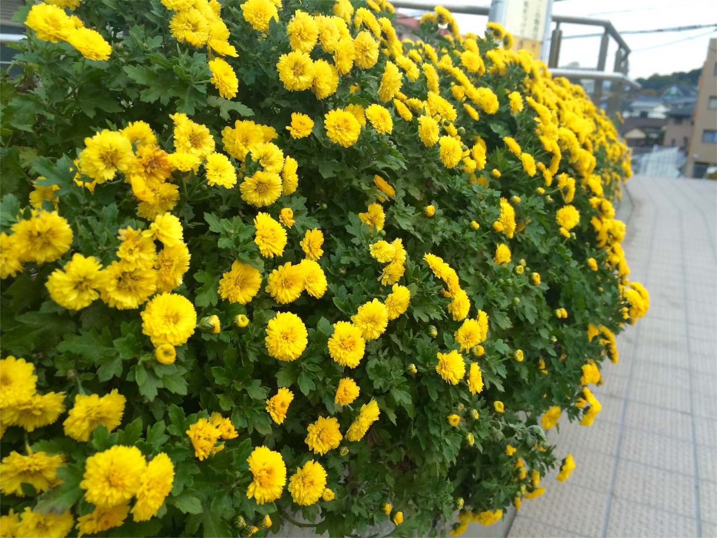 f:id:m-hatch:20151206212412j:image f:id:m-hatch:20151206212412j:image
