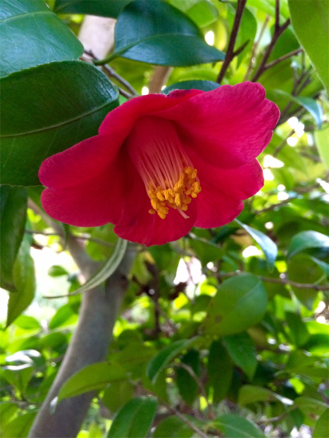 f:id:m-hatch:20151208212942j:image f:id:m-hatch:20151208212942j:image