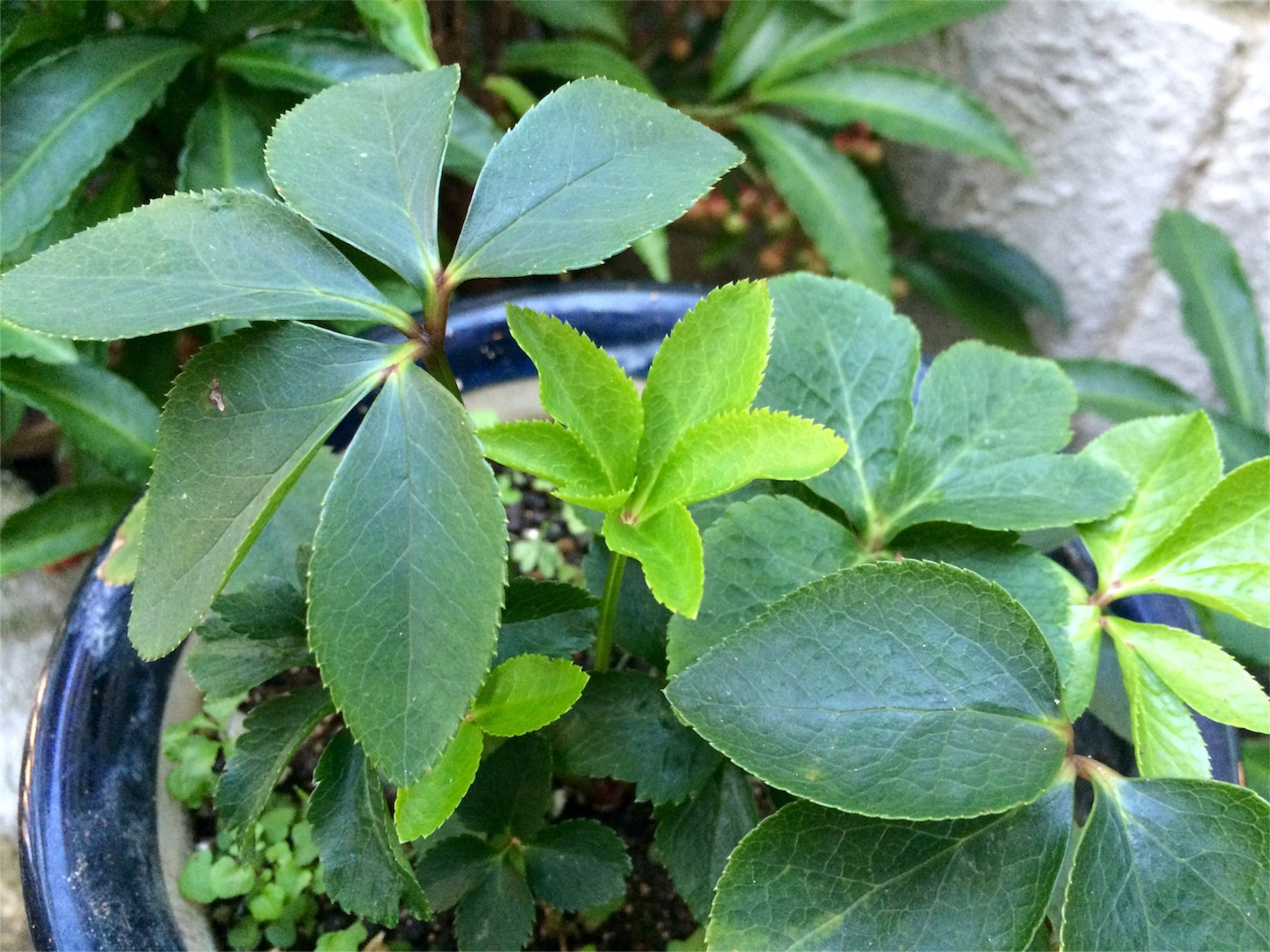 f:id:m-hatch:20151209231051j:image f:id:m-hatch:20151209231051j:image
