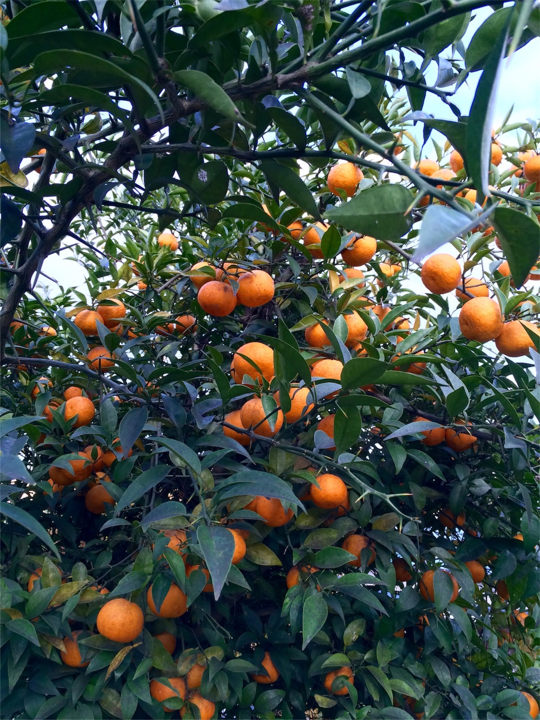 f:id:m-hatch:20151213142508j:image f:id:m-hatch:20151213142508j:image
