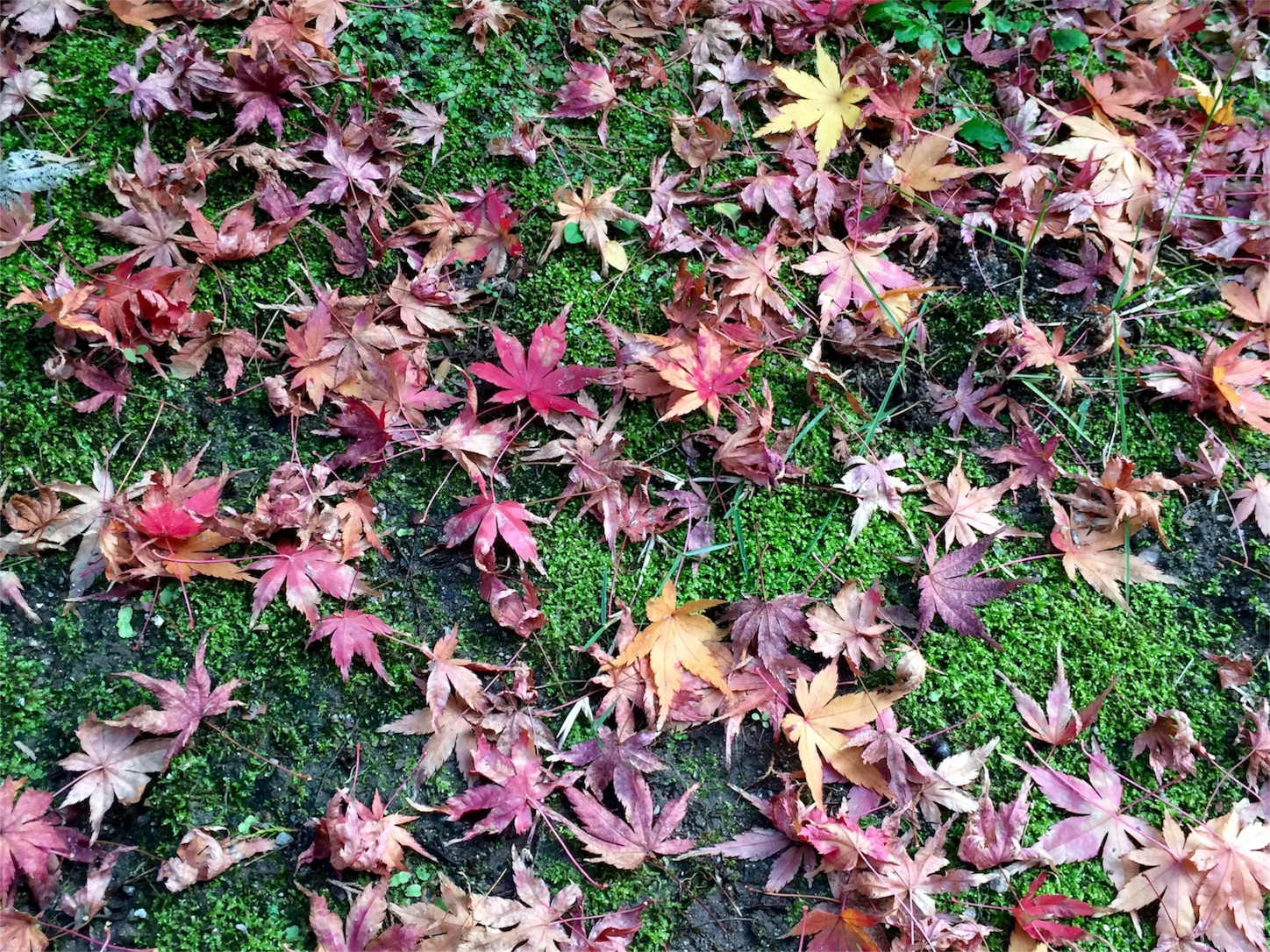 f:id:m-hatch:20151214233345j:image f:id:m-hatch:20151214233345j:image