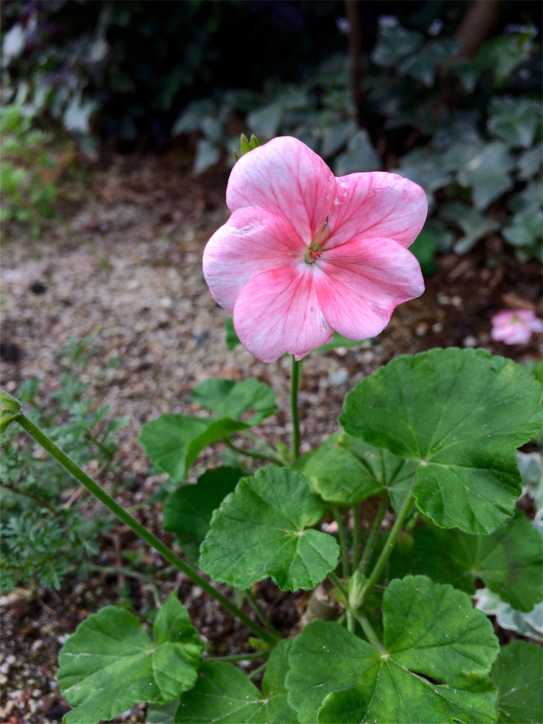 f:id:m-hatch:20151214233950j:image f:id:m-hatch:20151214233950j:image