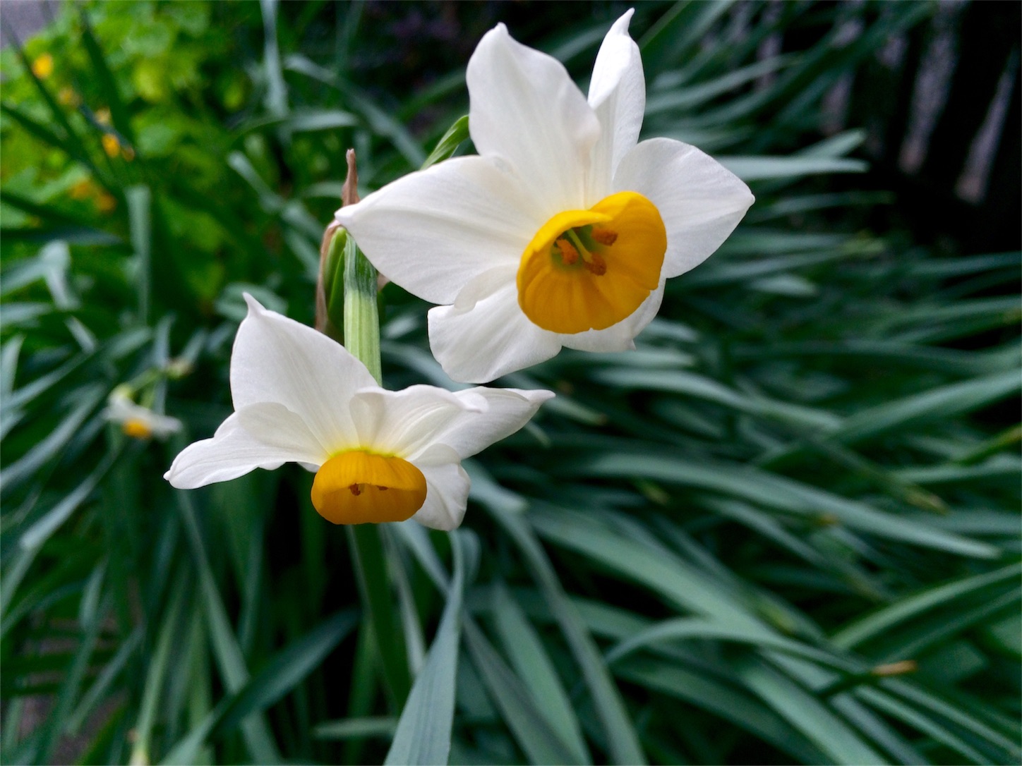 f:id:m-hatch:20151214234336j:image f:id:m-hatch:20151214234336j:image