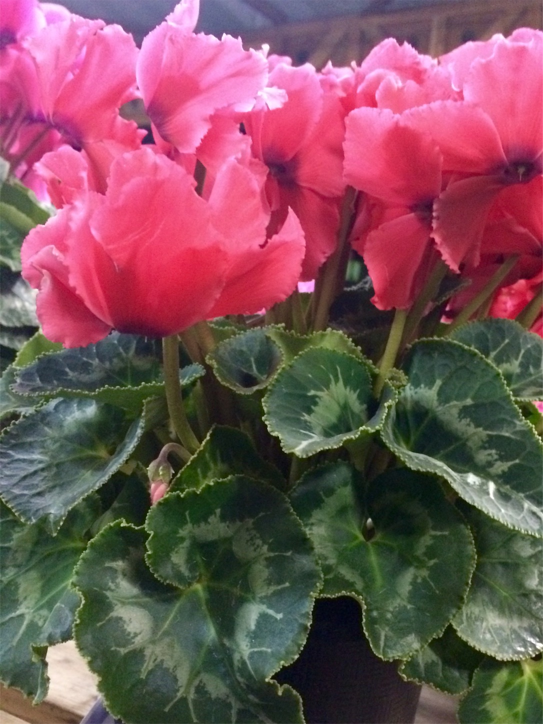 f:id:m-hatch:20151215215125j:image f:id:m-hatch:20151215215125j:image