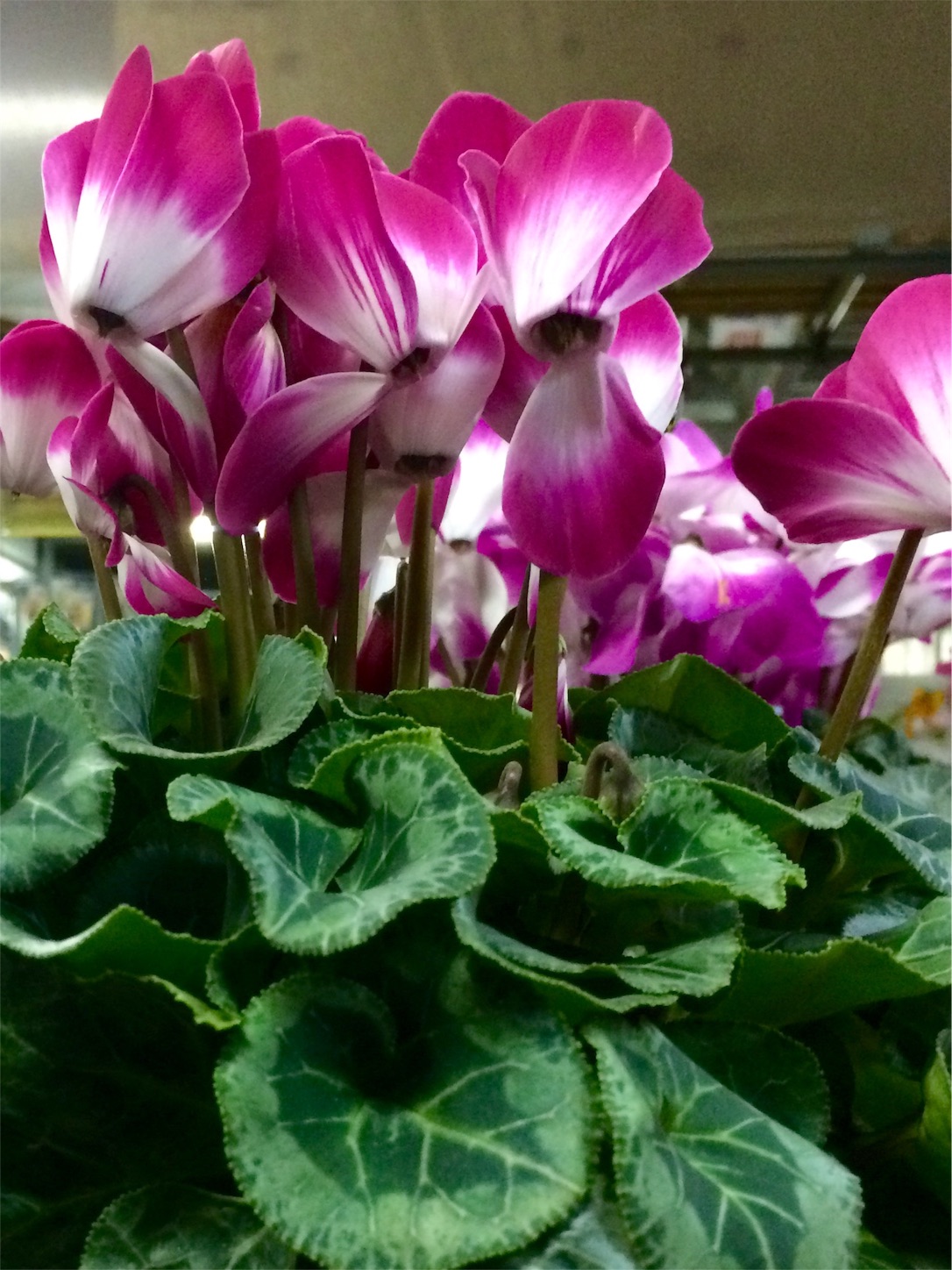 f:id:m-hatch:20151216213315j:image f:id:m-hatch:20151216213315j:image