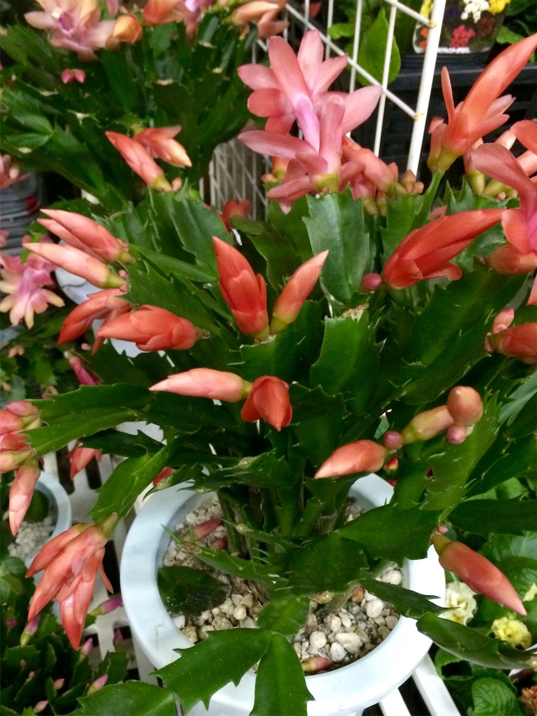 f:id:m-hatch:20151217233758j:image f:id:m-hatch:20151217233758j:image