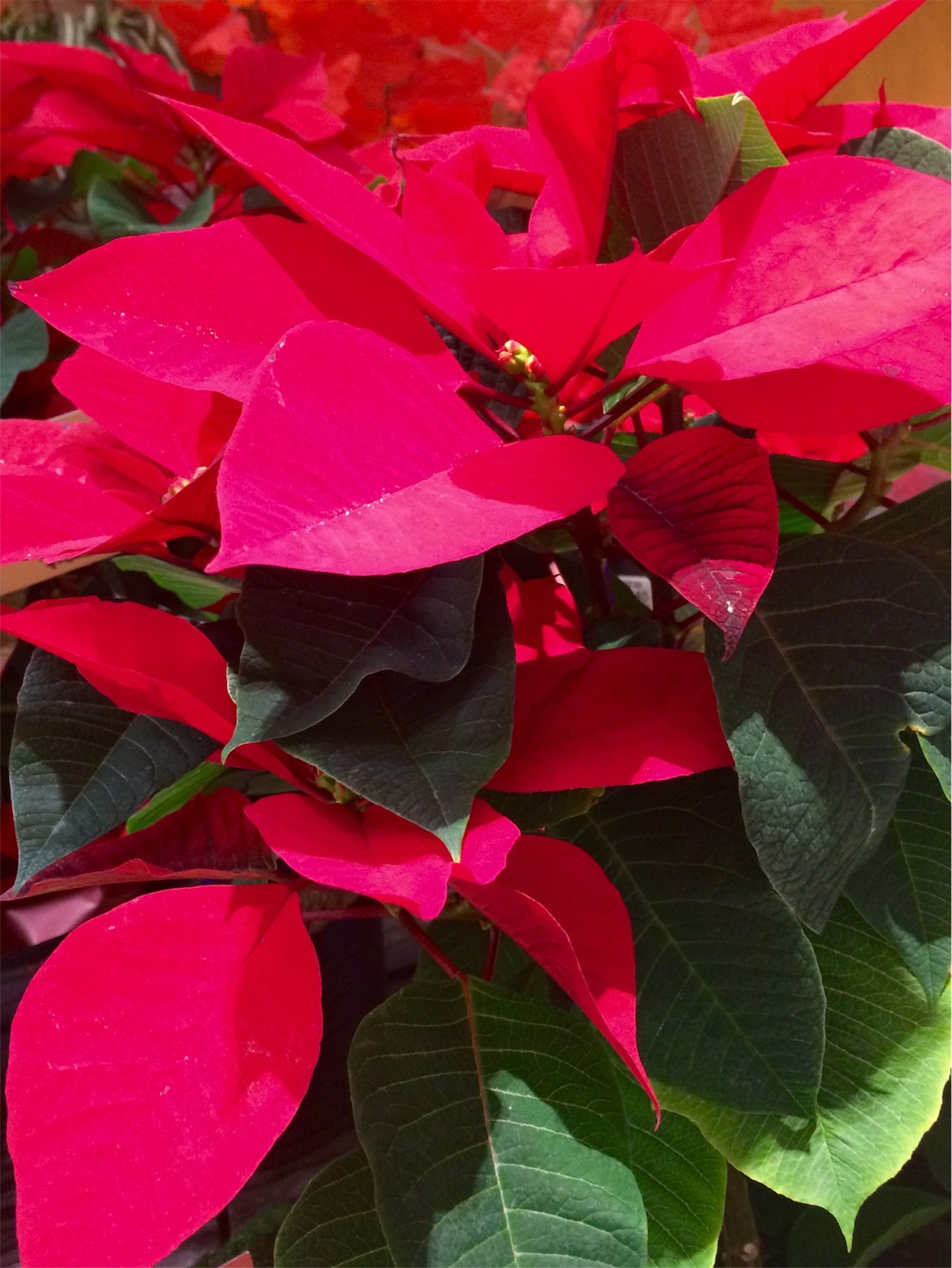 f:id:m-hatch:20151220002624j:image f:id:m-hatch:20151220002624j:image