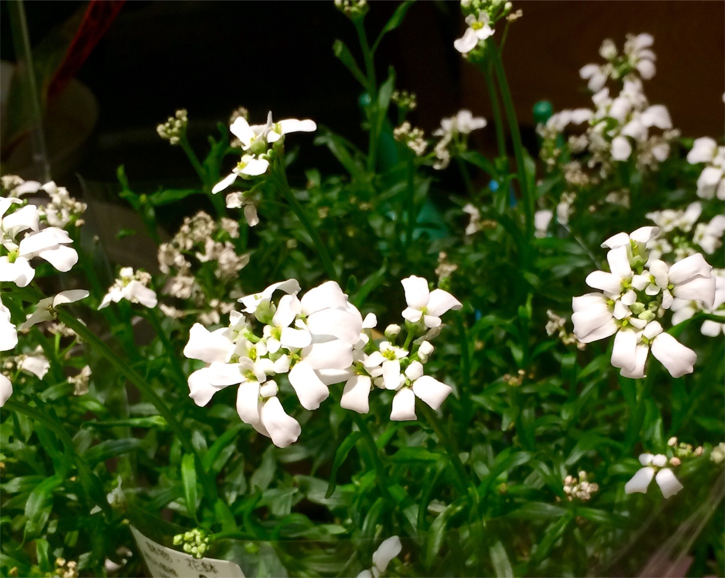 f:id:m-hatch:20151220002652j:image f:id:m-hatch:20151220002652j:image